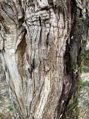 Angiospermae