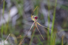 Caladenia radiata