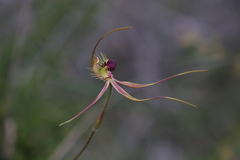 Caladenia radiata