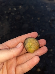 Austrovenus stutchburyi