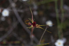 Caladenia radiata