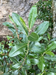 Angiospermae