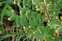 Rhus coriaria