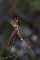 Caladenia radiata