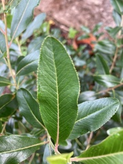 Angiospermae