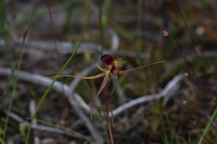 Caladenia radiata