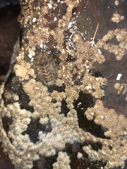 Sypharochiton pelliserpentis