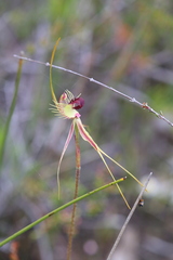 Caladenia radiata