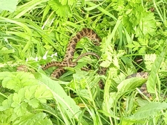 Hemorrhois hippocrepis