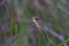 Caladenia radiata