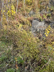Cirsium serratuloides