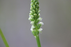 Microtis alboviridis