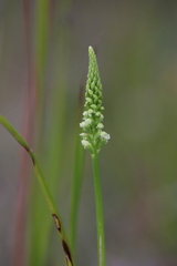 Microtis alboviridis