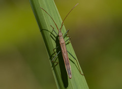 Mutusca brevicornis
