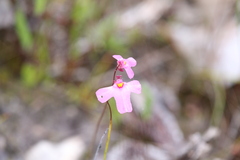 Utricularia multifida