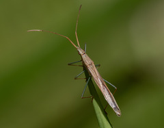 Mutusca brevicornis