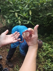 Liophidium rhodogaster