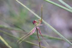 Caladenia radiata