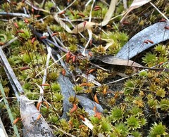 Rosulabryum