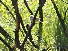 Cincloramphus mathewsi