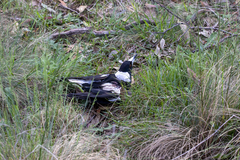 Gymnorhina tibicen