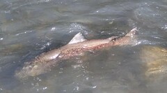 Salmo marmoratus