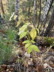 Vicia venosa baicalensis