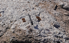 Brachythemis impartita