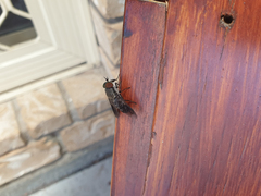 Tabanidae
