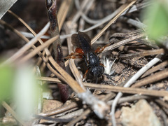 Sphecodes atlanticus