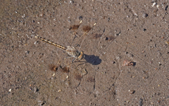 Brachythemis impartita