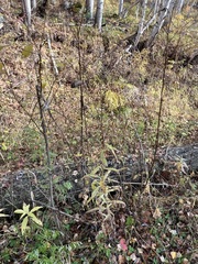 Cirsium serratuloides