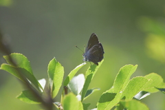 Satyrium ilicis
