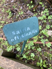Salvia officinalis