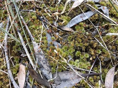 Rosulabryum