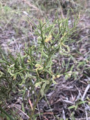 Acacia spinescens