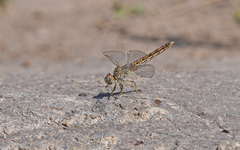 Brachythemis impartita