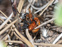 Sphecodes atlanticus