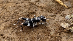 Gryllidae