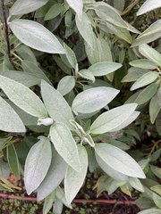 Salvia officinalis