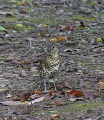 Zoothera aurea