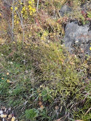 Cirsium serratuloides