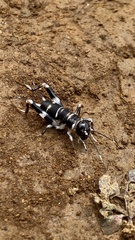Gryllidae