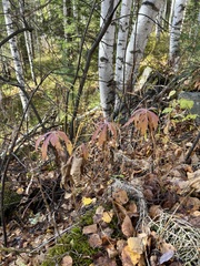 Artemisia integrifolia