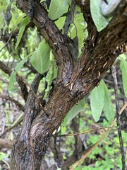 Salvia officinalis
