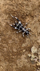 Gryllidae