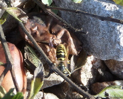 Vespula germanica