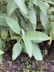Salvia officinalis