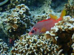 Sargocentron spiniferum