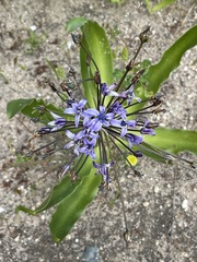 Scilla peruviana